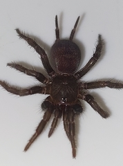 Australothele jamiesoni