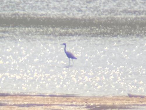Little Blue Heron photographed in Indiana