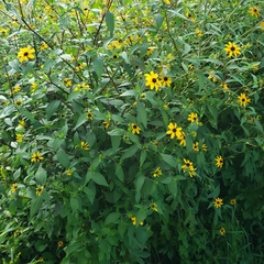 Rudbeckia triloba