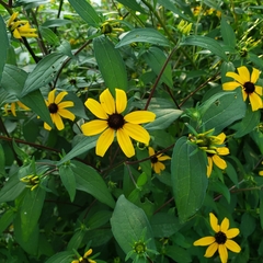 Rudbeckia triloba