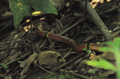 Micrurus diastema