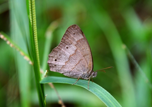 Yphthimoides ordinaria