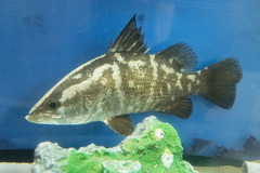 Japanese Barramundi photo 2