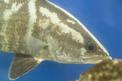 Japanese Barramundi photo 4