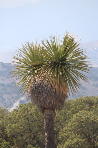 Nolina robusta