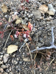 Sidotheca emarginata