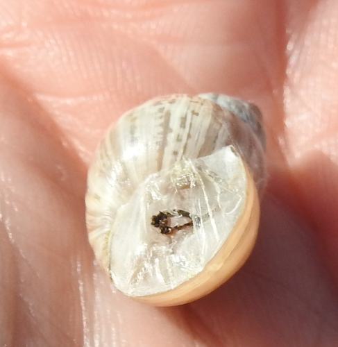 Whitewashed Rabdotus