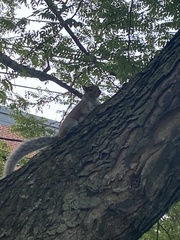 Sciurus carolinensis