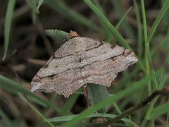 Macaria multilineata