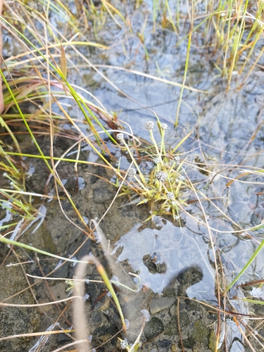 Image of Eriocaulon parkeri by (c) Étienne Léveillé-Bourret, some rights reserved (CC BY)