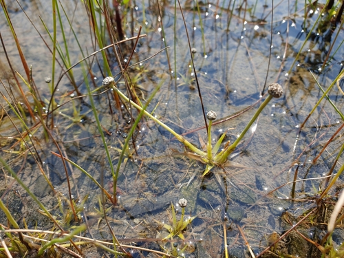 Image of Eriocaulon parkeri by (c) Étienne Léveillé-Bourret, some rights reserved (CC BY)