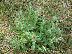 Gamochaeta calviceps