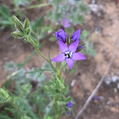 Gilia nevinii