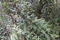 Lepidaploa karstenii