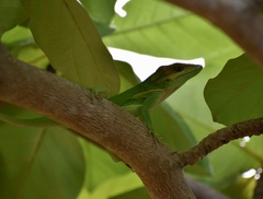 Anolis smallwoodi