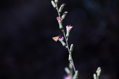 Ochlodes agricola