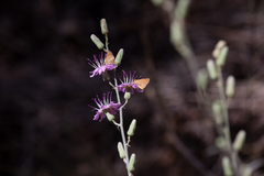 Ochlodes agricola