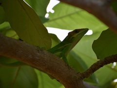 Anolis smallwoodi