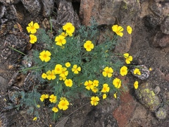 Eschscholzia ramosa