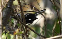 Formicivora melanogaster