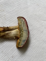 Boletus patrioticus