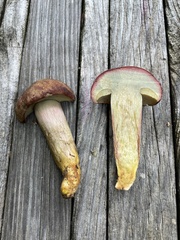 Boletus patrioticus