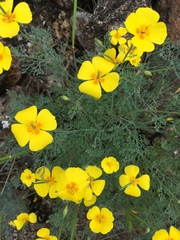 Eschscholzia ramosa