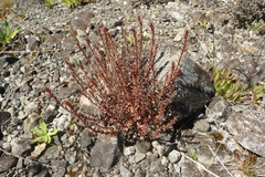 Epilobium melanocaulon