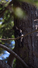 Sphyrapicus ruber