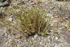 Epilobium melanocaulon