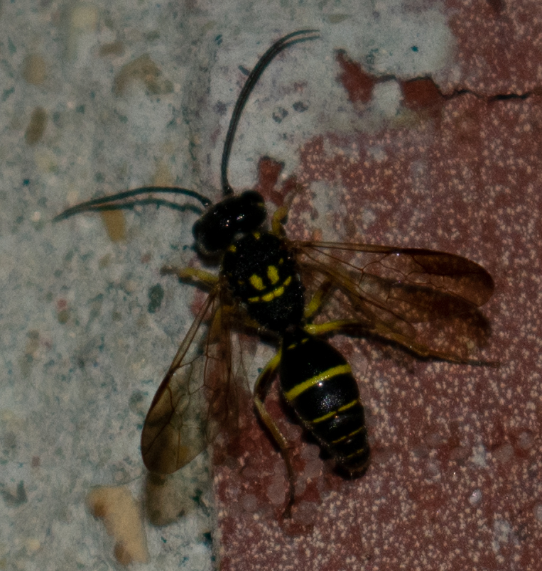 Taeniogonalos gundlachii