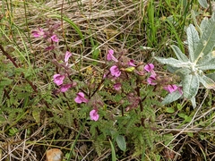 Pedicularis palustris