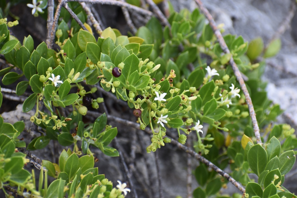 Erithalis vacciniifolia