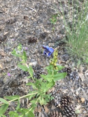Penstemon glaber brandegeei
