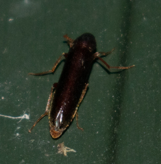 Melandryidae