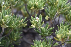 Erithalis vacciniifolia