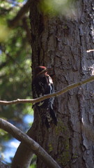 Sphyrapicus ruber