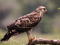Rostrhamus sociabilis plumbeus
