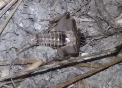 Eugryllodes escalerae