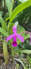 Guarianthe
