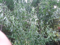Salix babylonica tortuosa