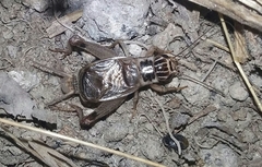 Eugryllodes escalerae