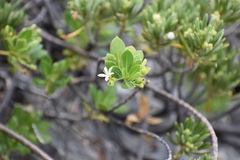 Erithalis vacciniifolia