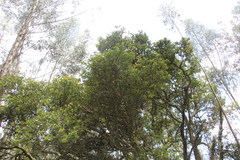 Prunus buxifolia