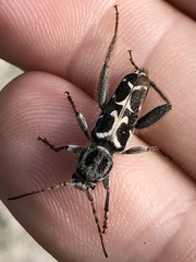 Neoclytus conjunctus