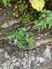 Houstonia montana