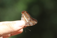 Adelpha corcyra corcyra