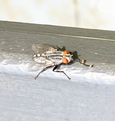 Sarcophaginae