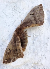 Phiditia