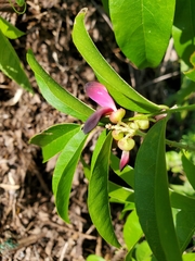 Wisteriopsis reticulata